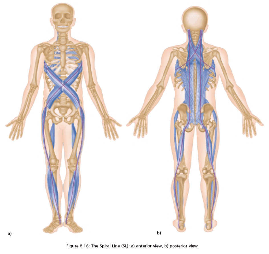 Fascia Friday (1st in a Series) - Superficial Back Line — Uncommon Health  Bodywork